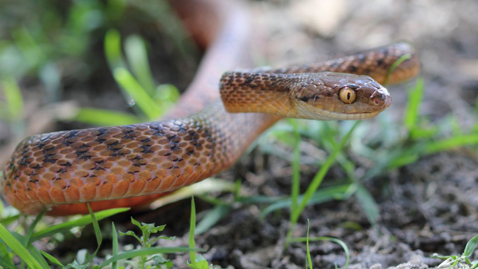 La serpiente arbórea marrón (Boiga irregularis) se ha convertido en una de las especies invasoras más exitosas del mundo.