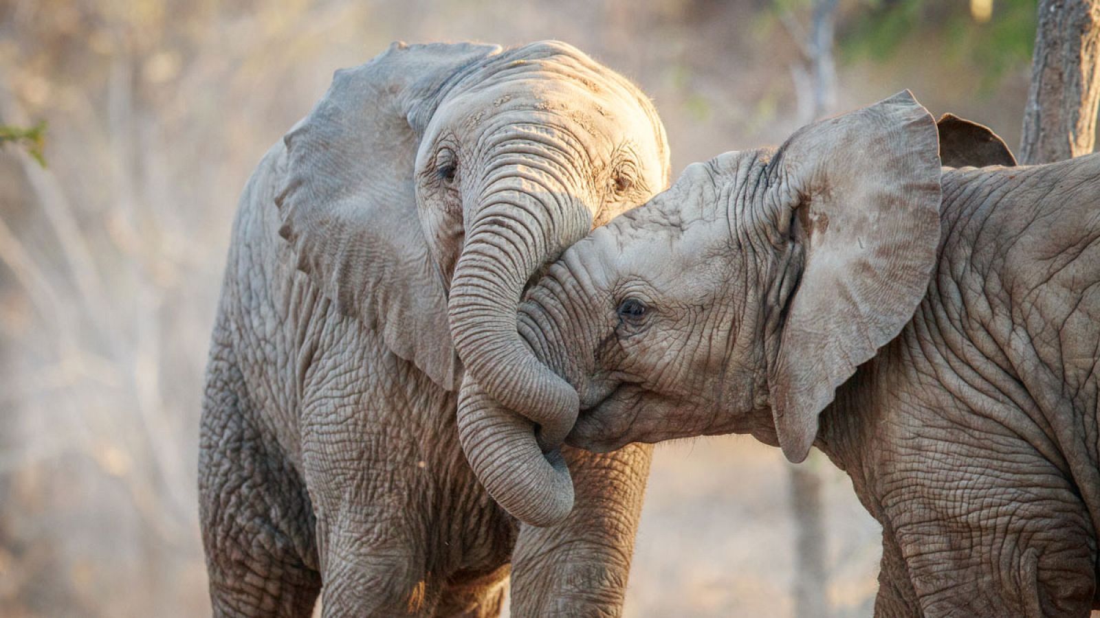 Los elefantes tienen menos del 33% de posibilidades de sobrevivir este siglo