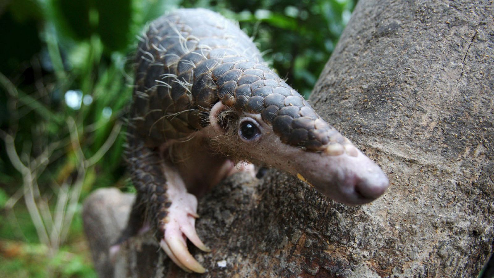 El pangolín es uno de los mamíferos más amenazados del planeta.