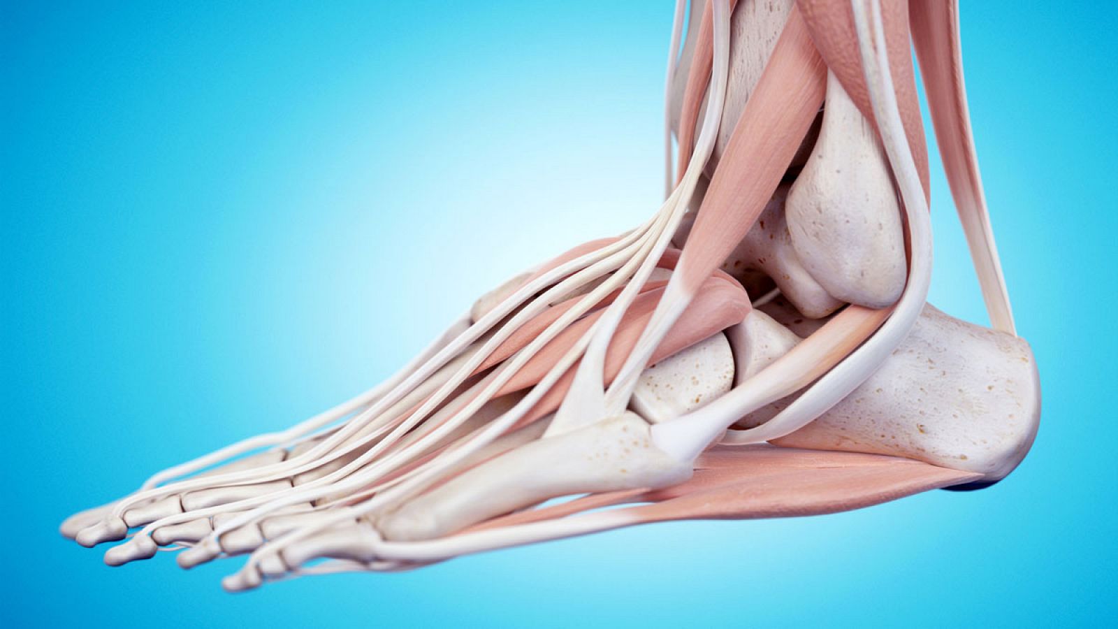 Ilustración anatómica de un pie.