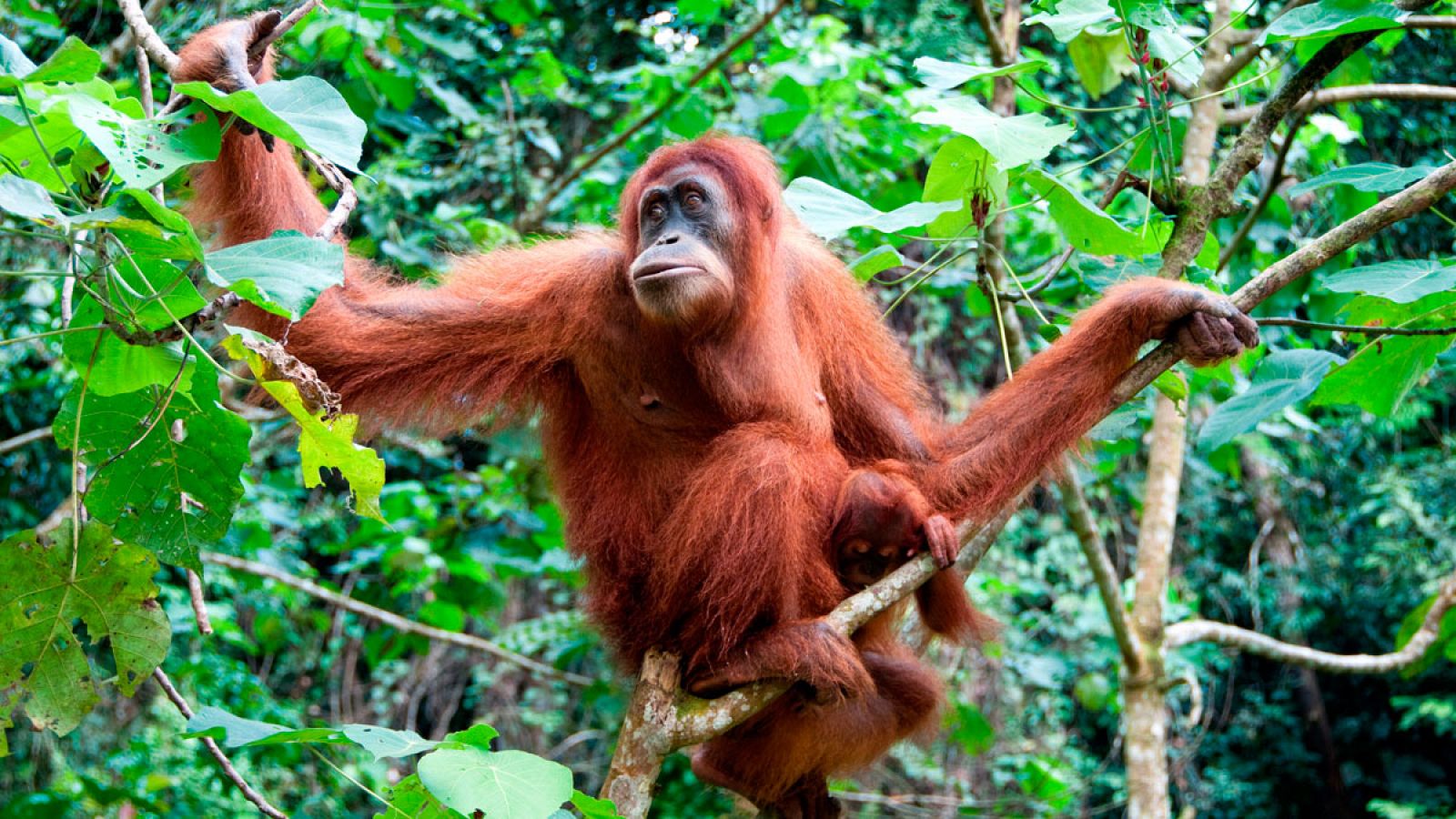 Las tres especies existentes de orangután se encuentran en estado de peligro crítico y presentan un fuerte declive.