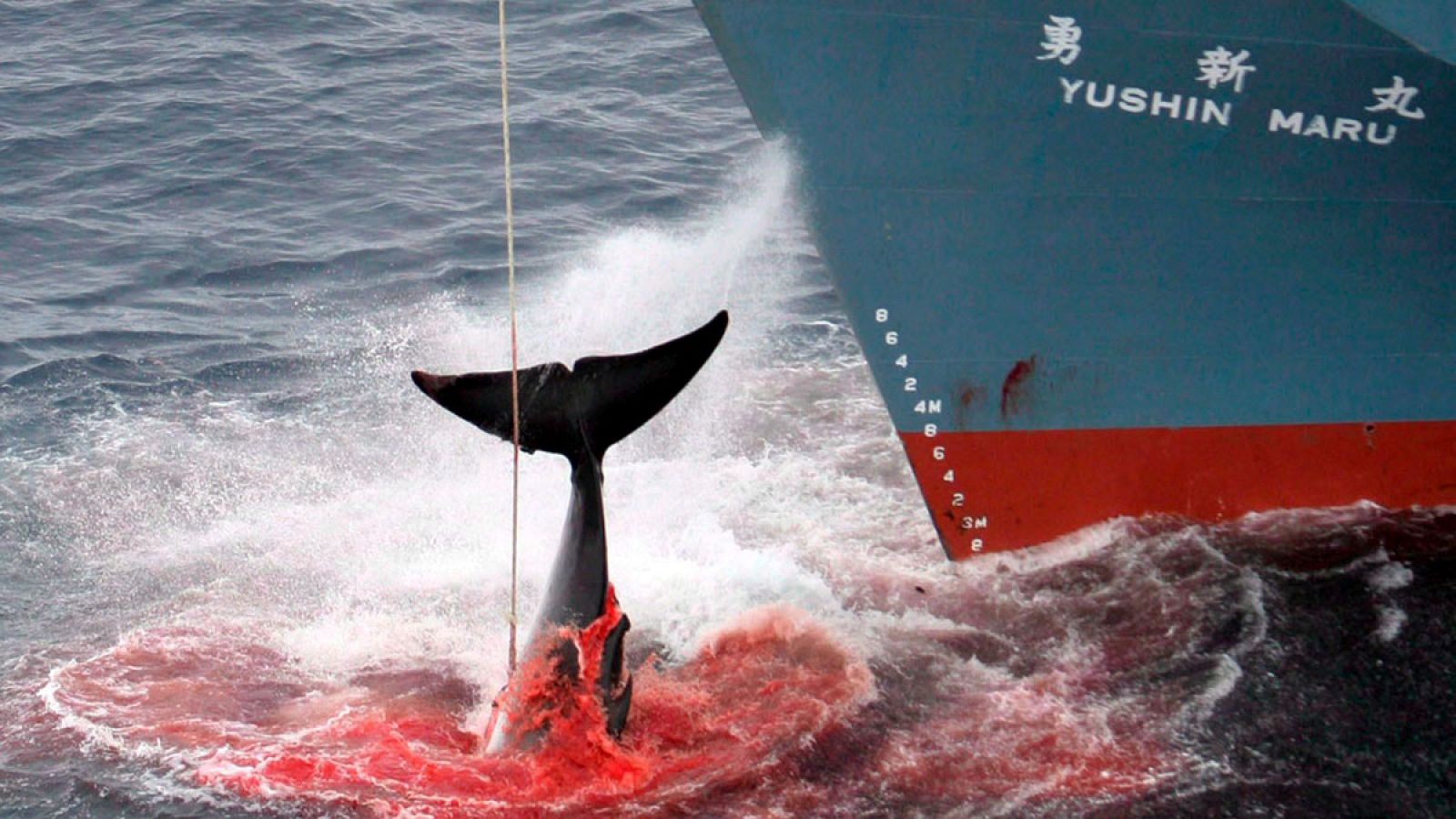 En 2014, la Corte de la Haya declaró ilegal las capturas balleneras japonesas en el Antártico.