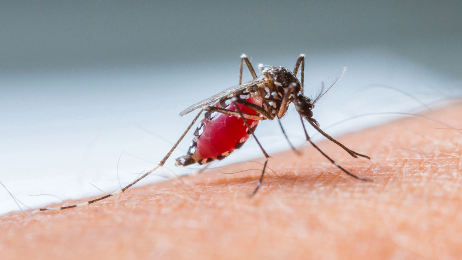 Un mosquito tigre cuya picadura transmite el dengue