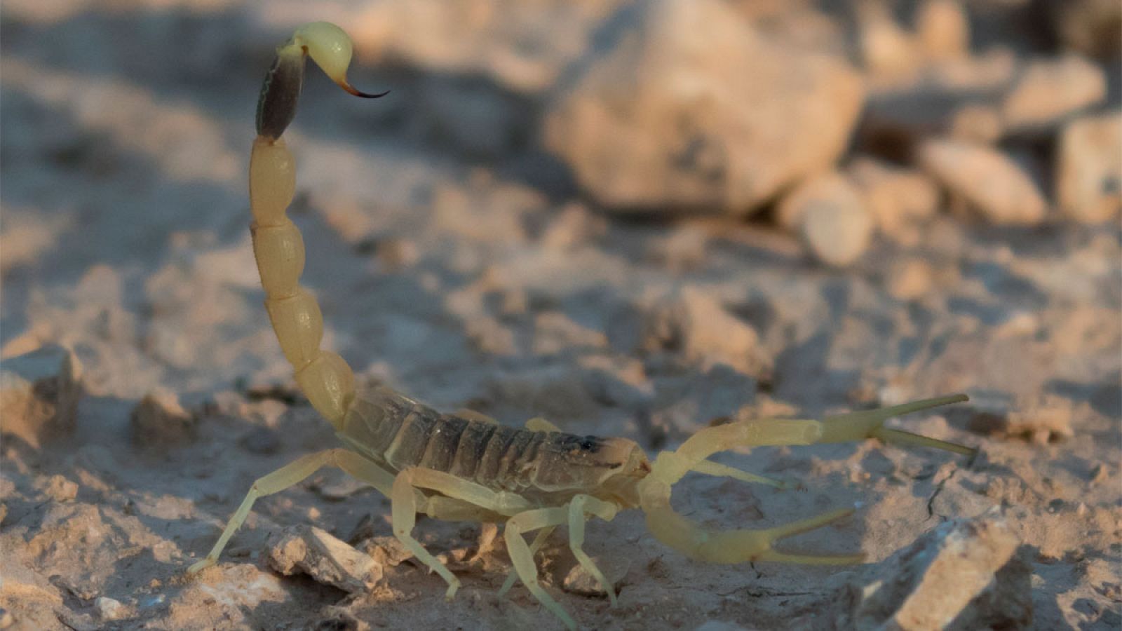 Ejemplar de escorpión palestino amarillo (Leiurus quinquestriatus).