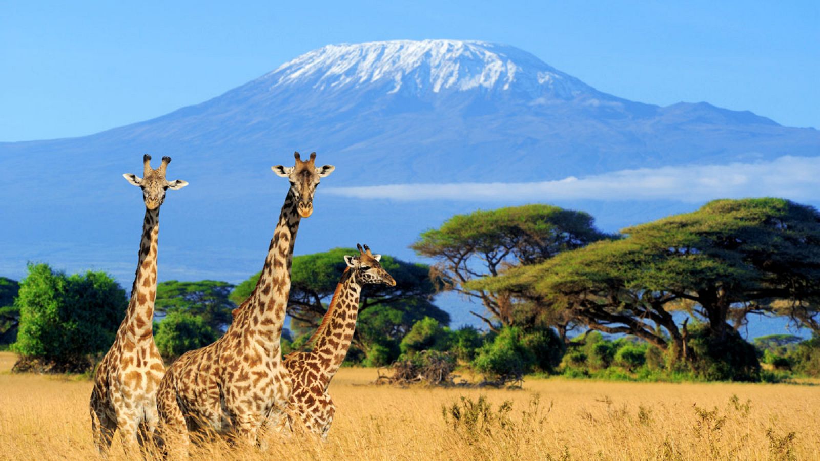 La población de jirafas de Kenia ha pasado de unos 45.000 individuos en 1998 a unos 28.850 en la actualidad.
