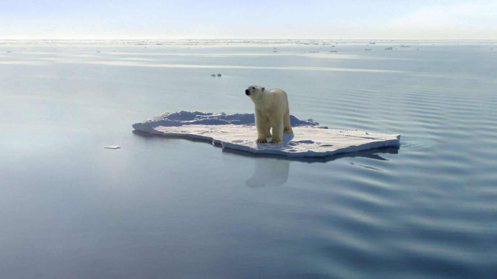 Un oso polar sobre un témpano de hielo en el Ártico