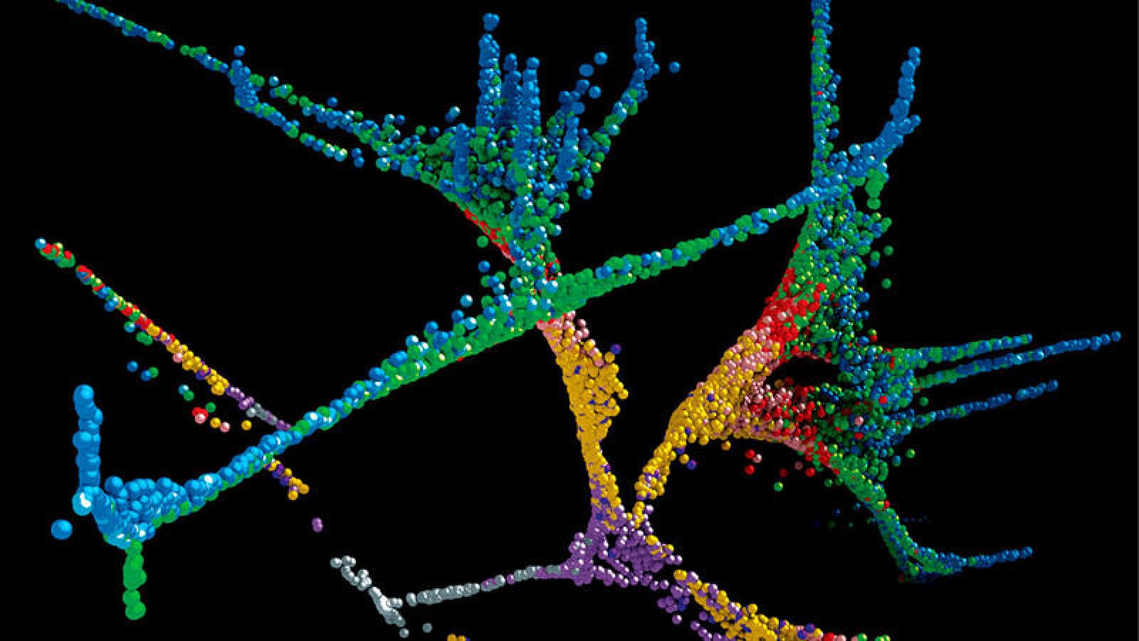 Representación de linajes celulares en un embrión de pez cebra, codificada temporalmente por colores.