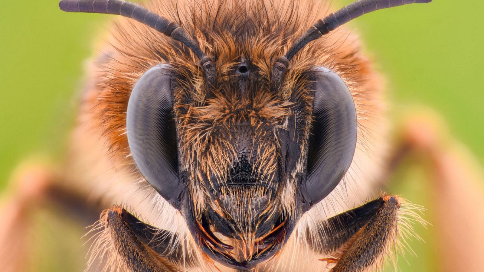 Las abejas de la miel de que viven en zonas altas son más grandes, más oscuras y su pelaje es más largo en comparación con las abejas de zonas bajas.