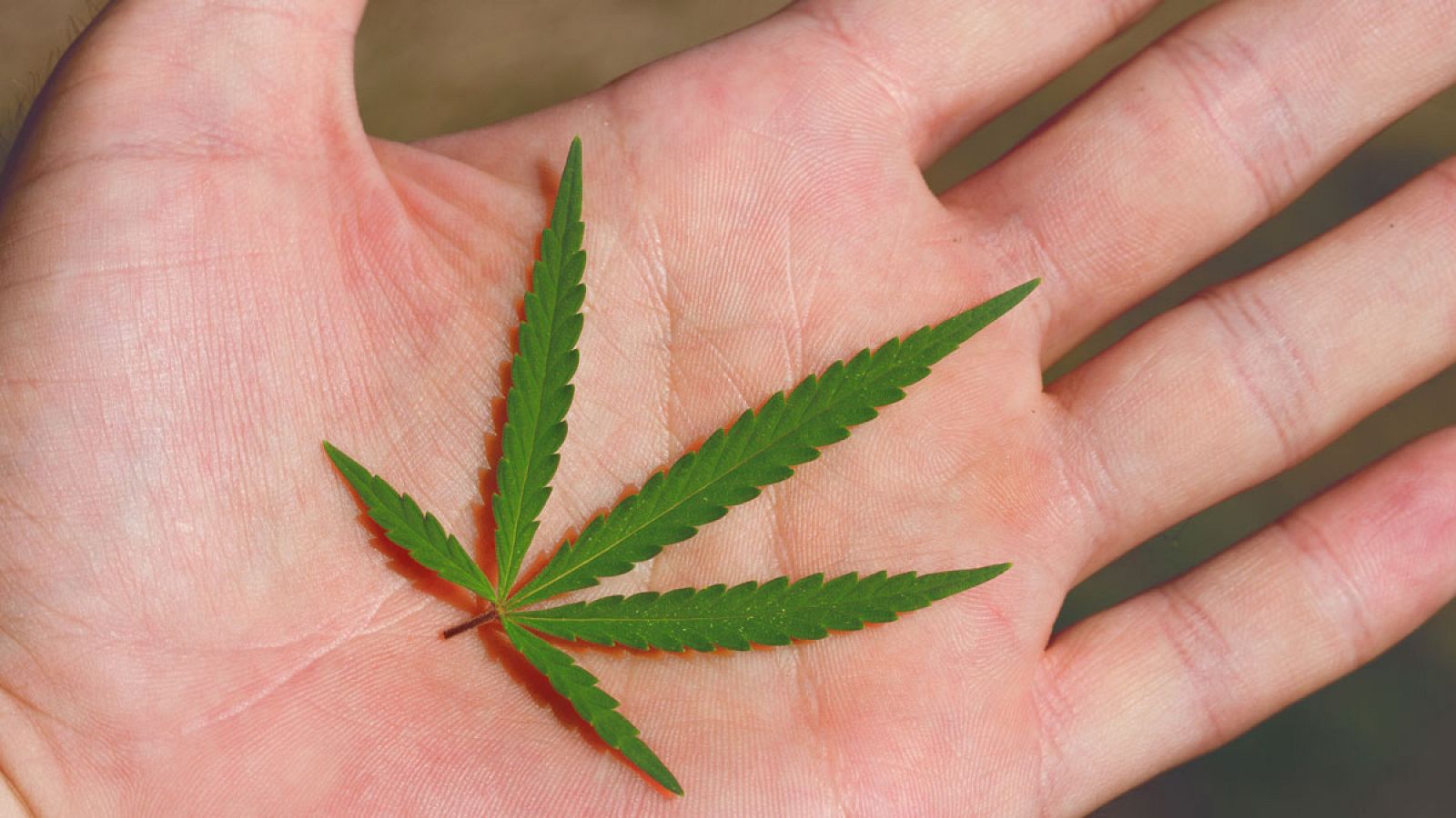 El cannabis continúa siendo la droga ilícita más consumida en todo el mundo.