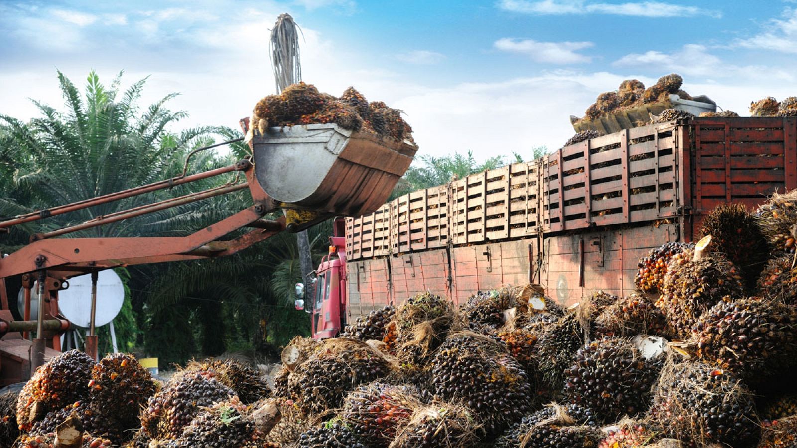 Las plantaciones de palma aceitera, principalmente en Malasia e Indonesia, cubren un área aproximadamente del tamaño de la mitad de España.