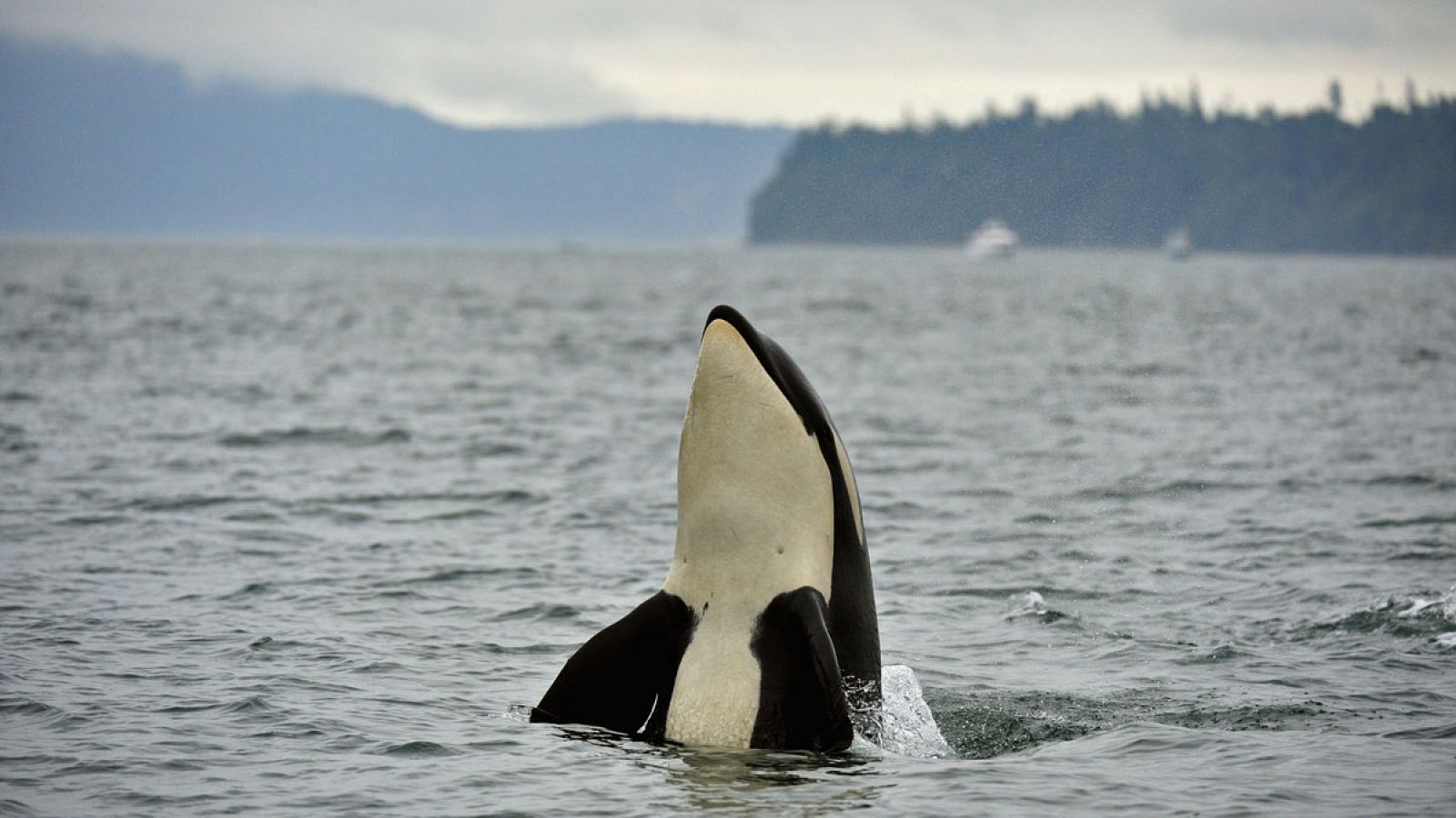 La orcas (Orcinus orca) tienen fama de peligrosas en libertad.