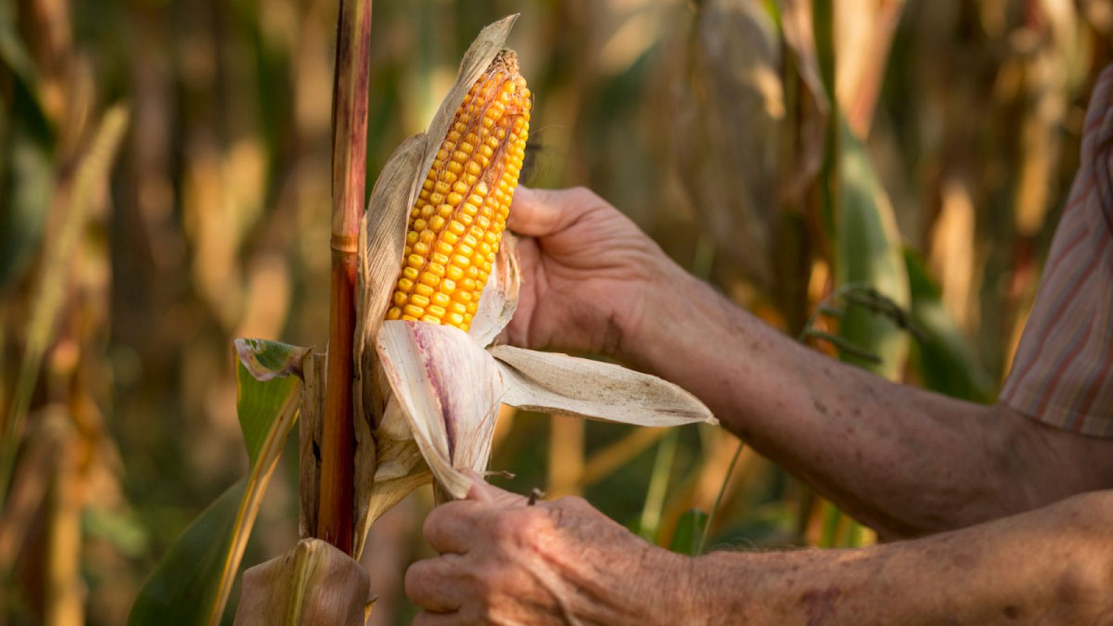 Un tercio de toda la producción de maíz en Estados Unidos se destina a producir etanol.