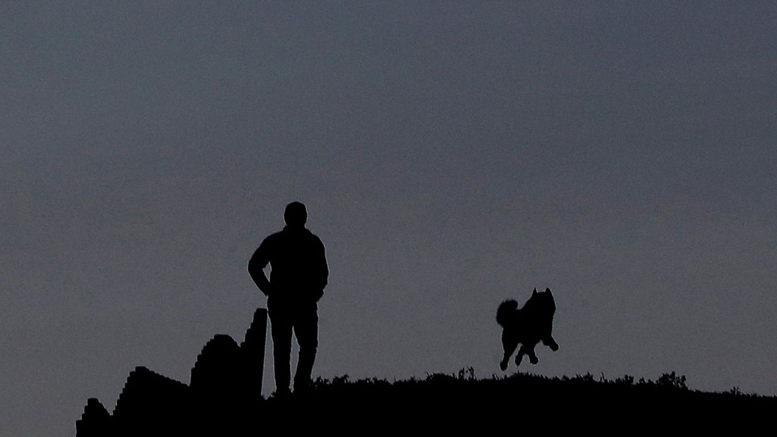 Los perros fueron los primeros animales domesticados de la historia, a partir de lobos.