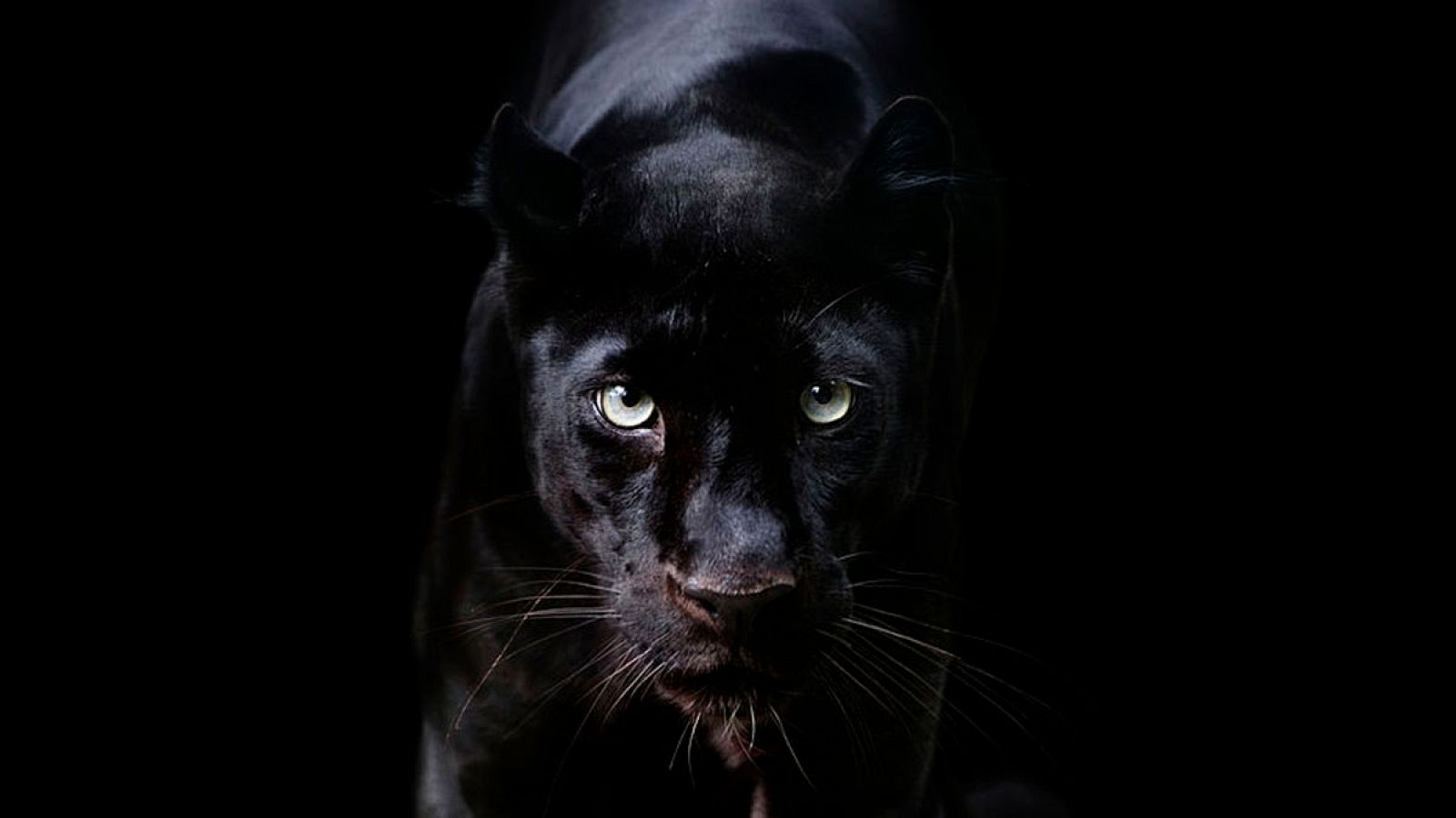 Imagen de archivo de una pantera negra.
