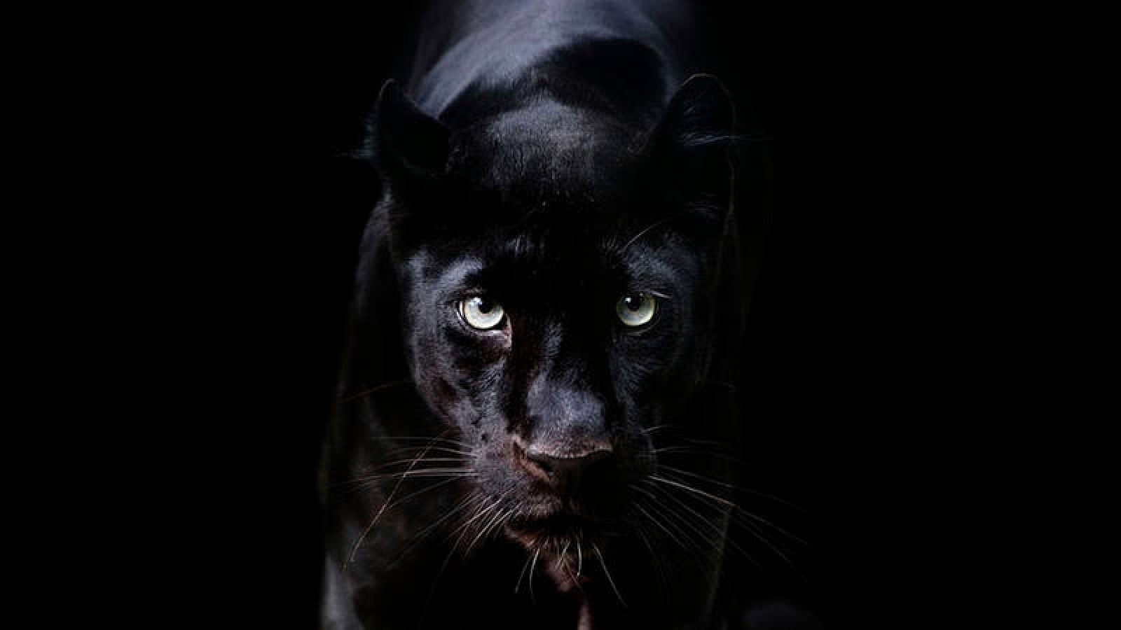 Leopardo negro: Logran la primera fotografía profesional del animal en los  últimos 100 años 