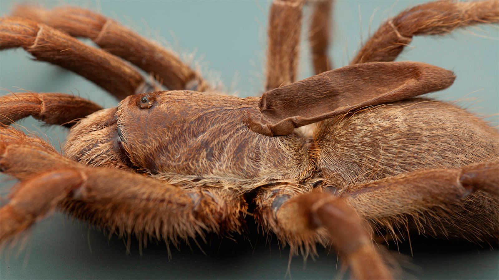 La tarántula Ceratogyrus attonitifer presenta un peculiar cuerno encima de su cabeza.