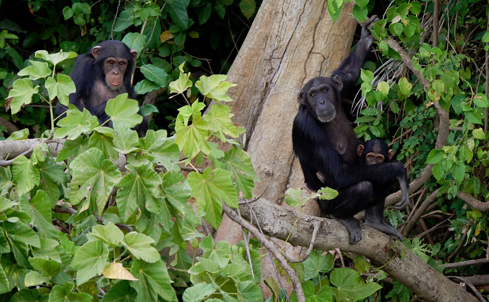 El chimpancé es el pariente vivo más cercano al ser humano.