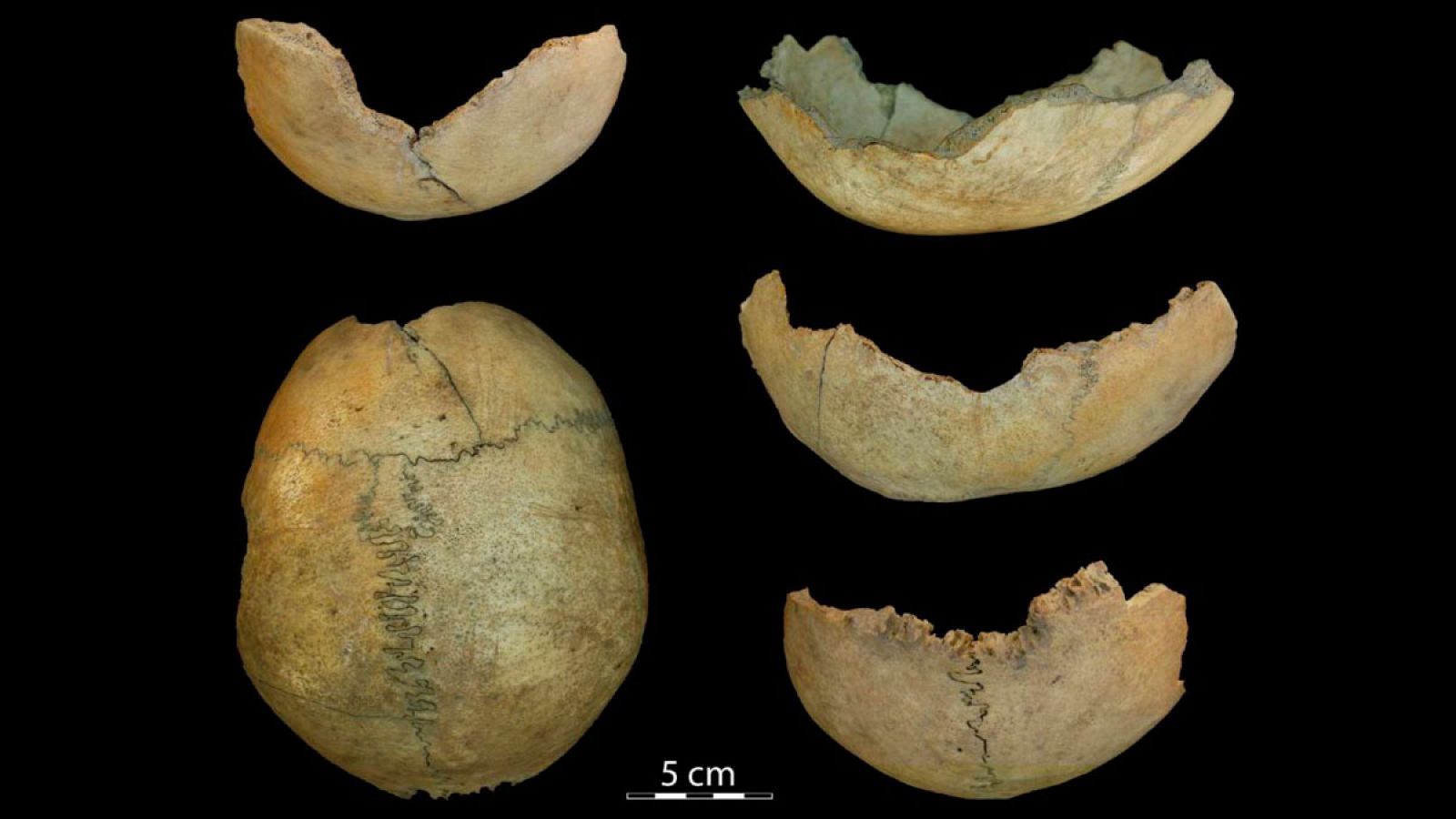 Imagen de los restos encontrados en la Cueva del Toro (Málaga).