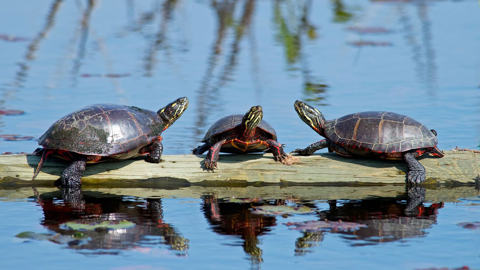 Tres tortugas pintadas tomando el sol