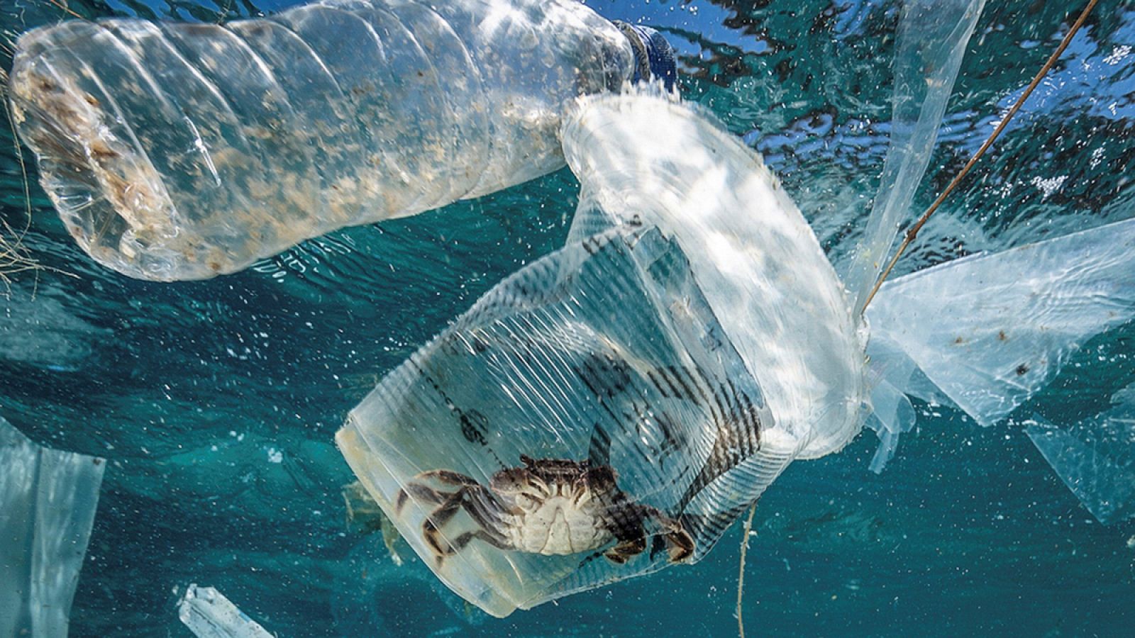 Residuos plásticos flotando en el mar