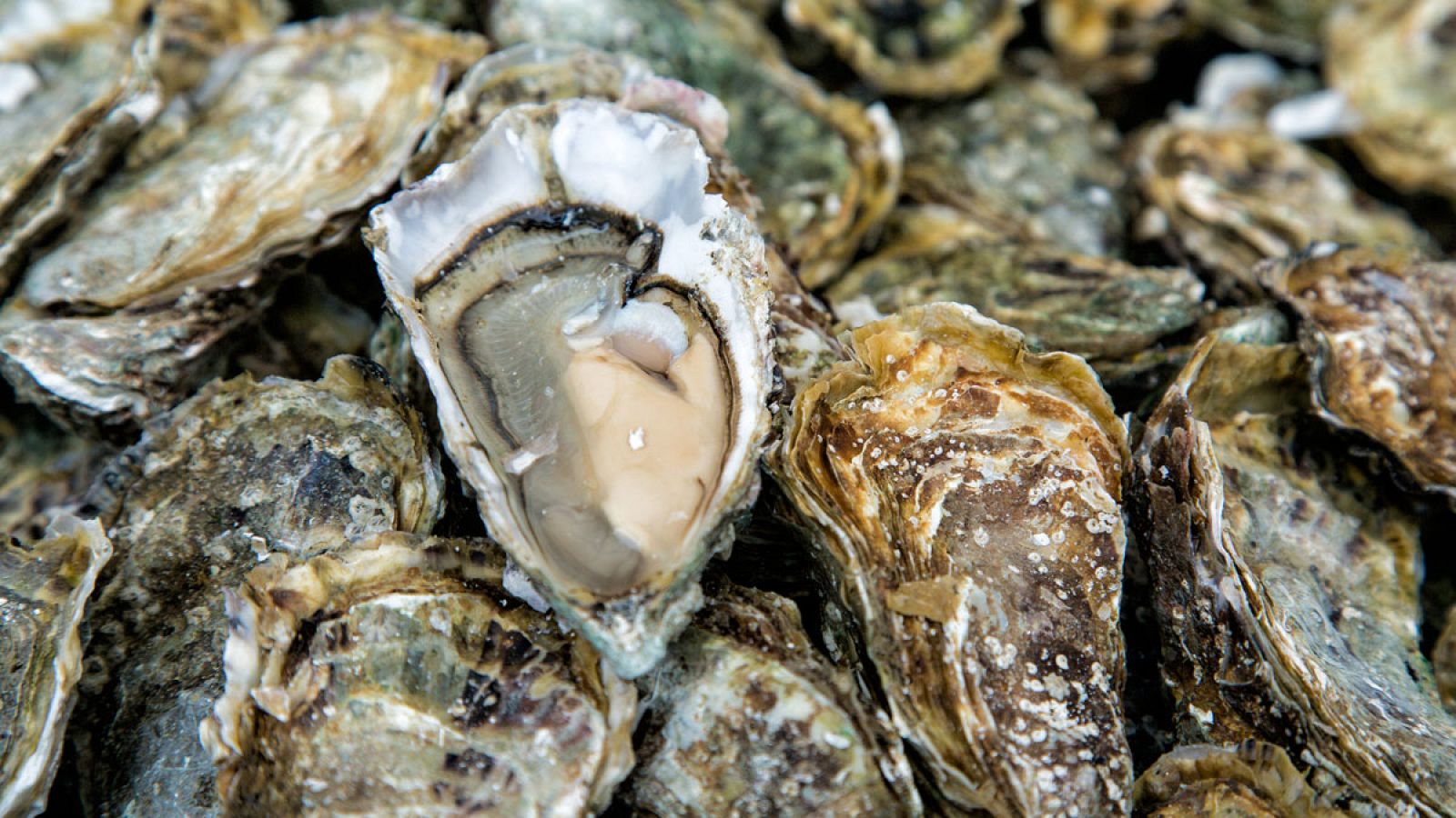 Las ostras, como el resto de los moluscos bivalvos, usan calcio y carbonato para hacer sus conchas.