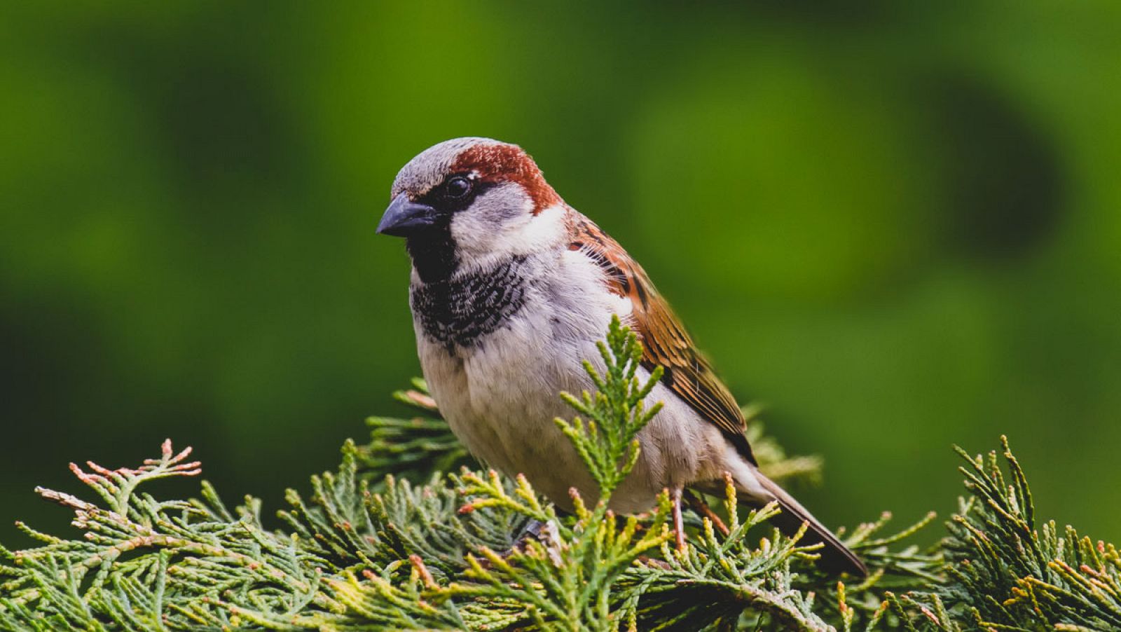 El gorrión común (Passer domesticus) está adaptado principalmente al hábitat urbano.