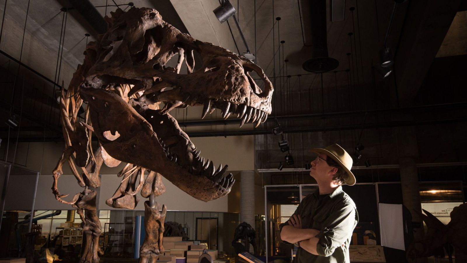 Scotty, apodado así por una botella de whisky con la que se celebró su descubrimiento, es el más grande que todos los dinosaurios carnívoros descubiertos.