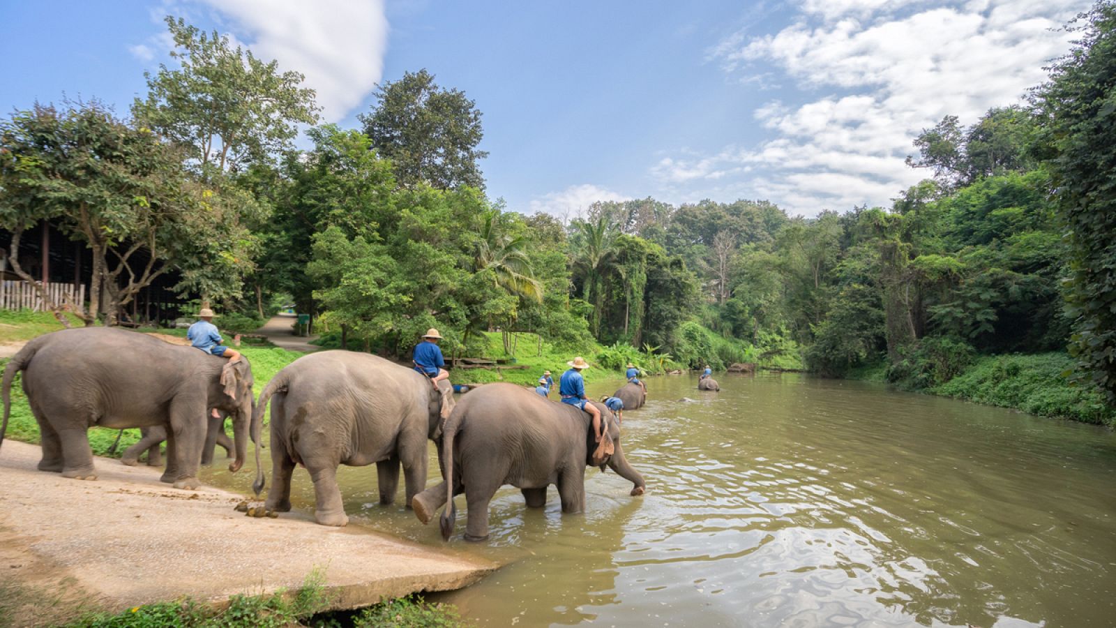 Los elefantes asiáticos domesticados se utilizan principalmente para actividades forestales o turísticas.