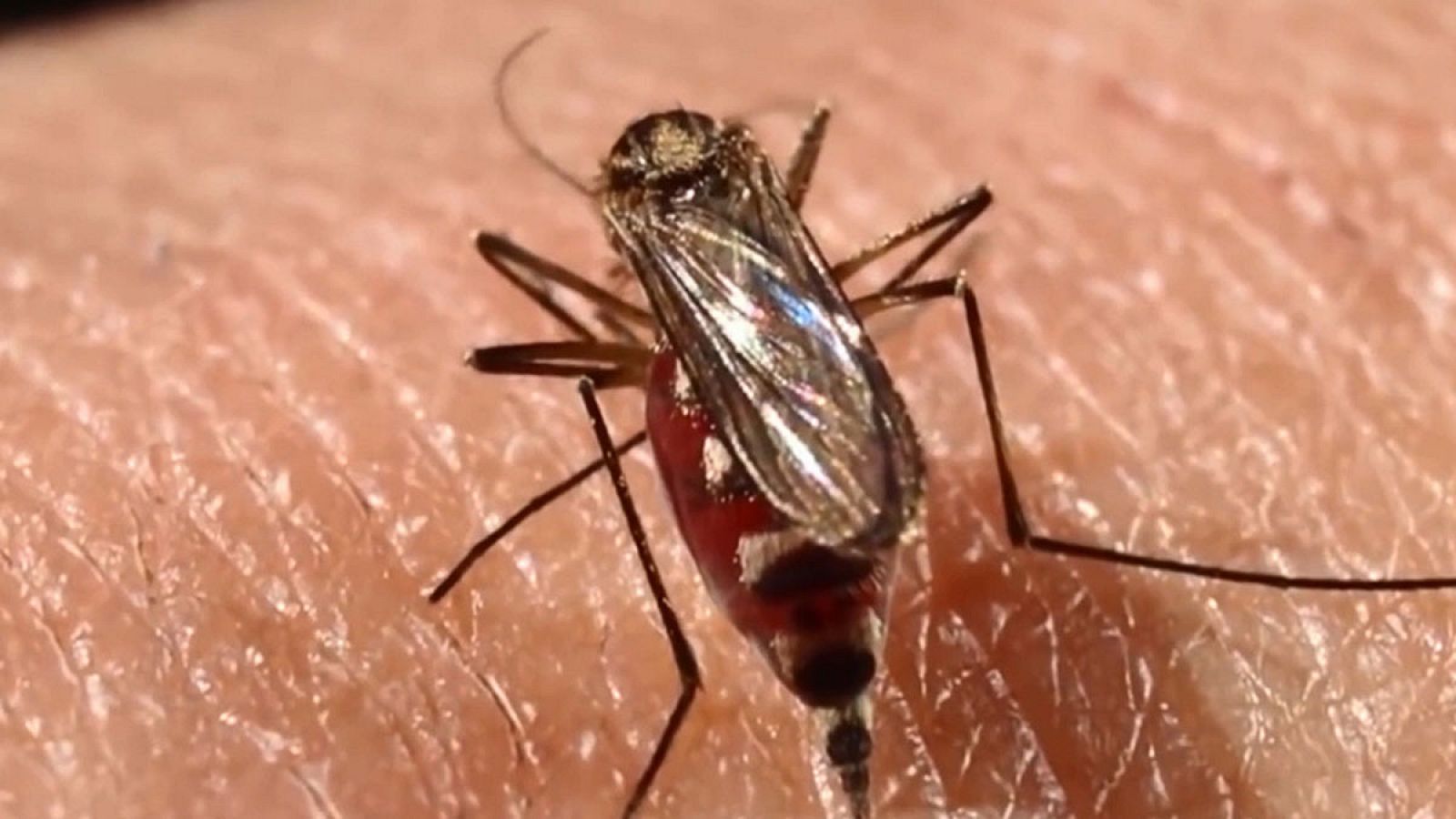 Fotograma extraído de un vídeo fechado el 20 de marzo de 2018, que muestra un mosquito 'Aedes aegypti'.