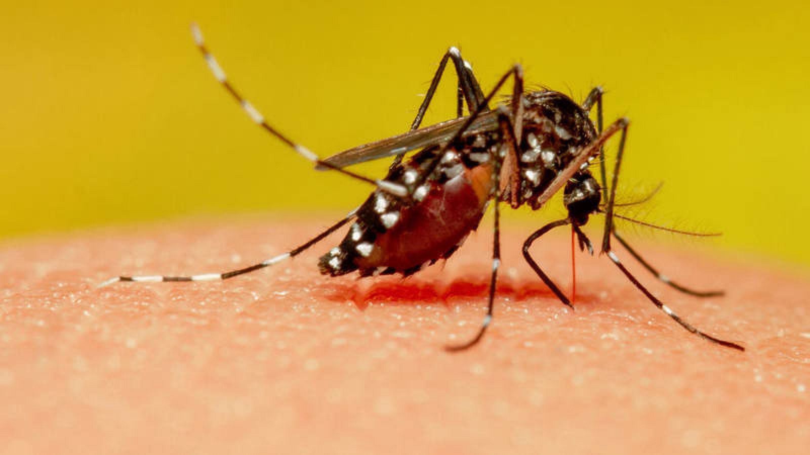Las hembras de mosquito encuentran en la sangre de los vertebrados los nutrientes necesarios para poner sus huevos. 