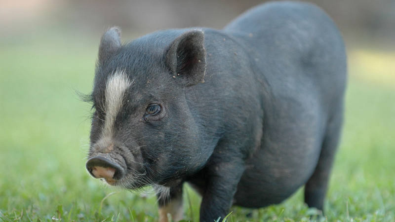  El cerdo vitnamita, la pitón real y la tortuga de Florida son catalogadas como especies invasoras