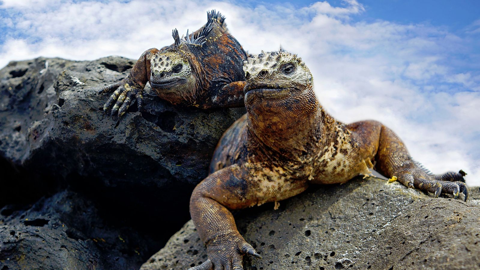 Las Galápagos están incluidas en la Lista del Patrimonio Mundial de la Unesco y es una de las áreas marinas protegidas más grandes de la Tierra.