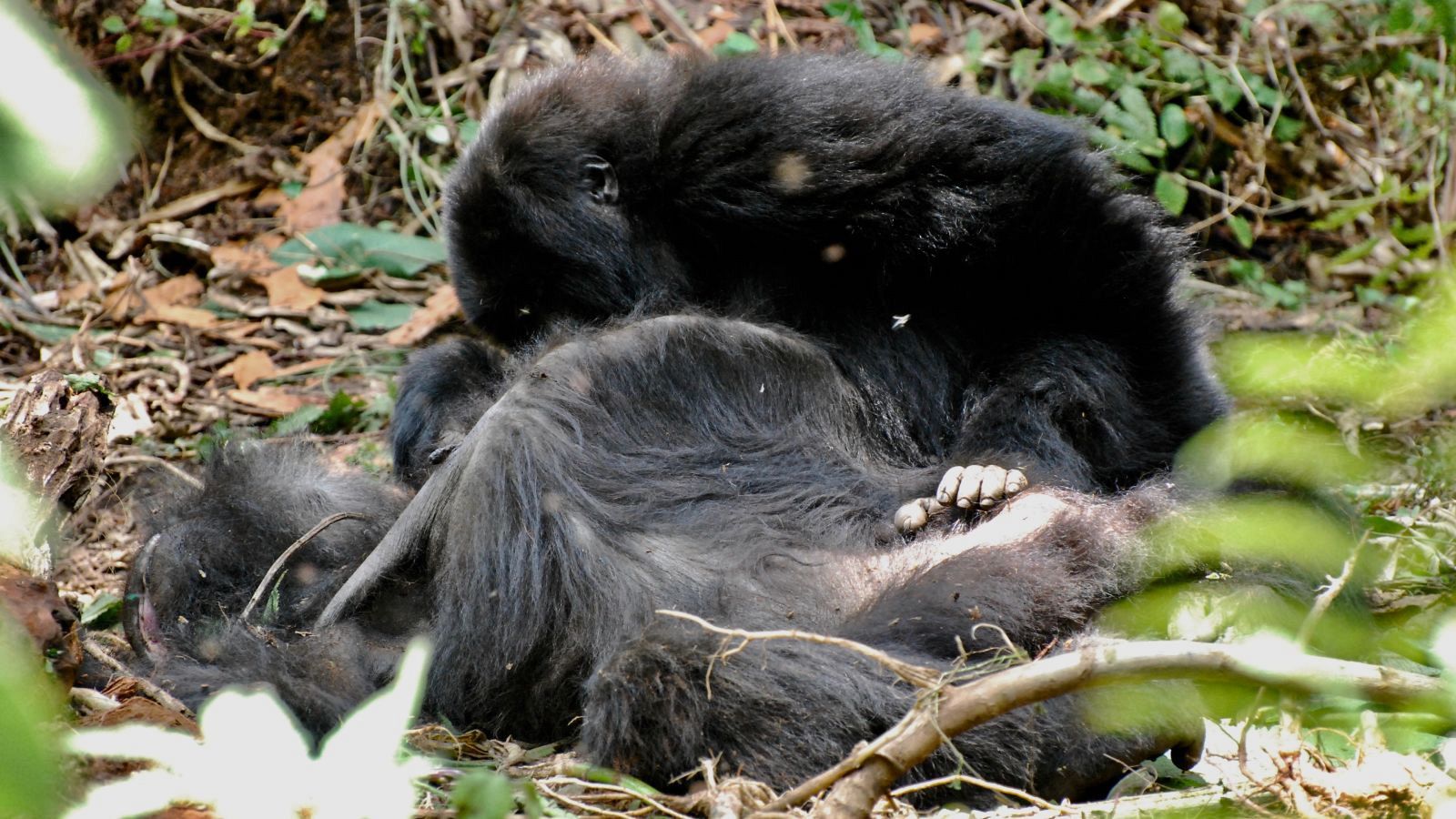 Un gorila permanece sentado cerca de otro fallecido, en señal de duelo.