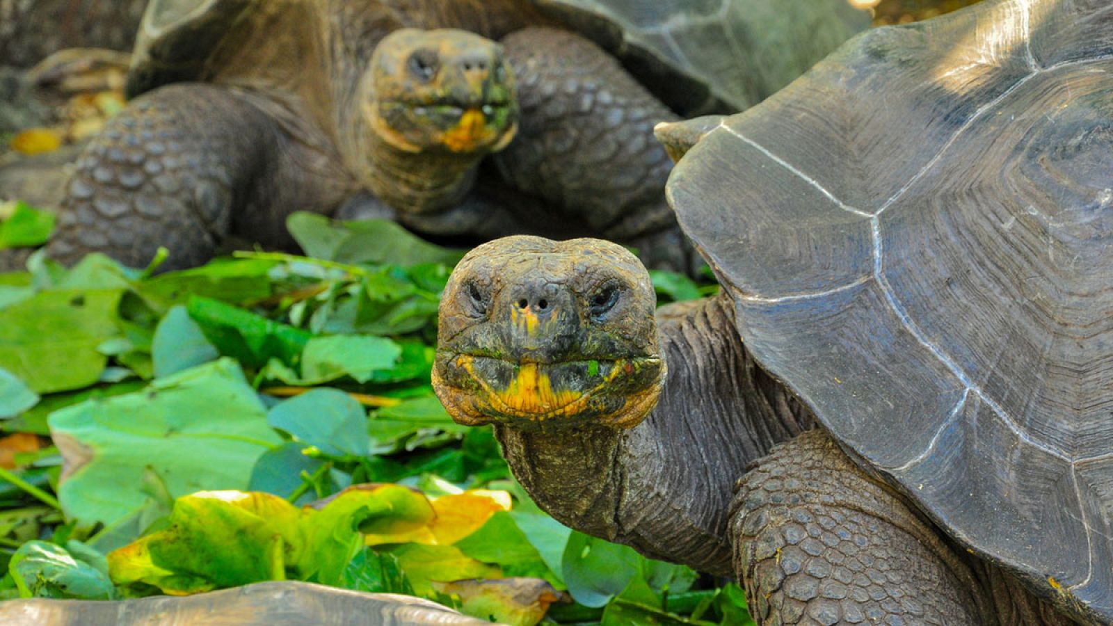 Dos tortugas de las Galápagos en una reserva natural