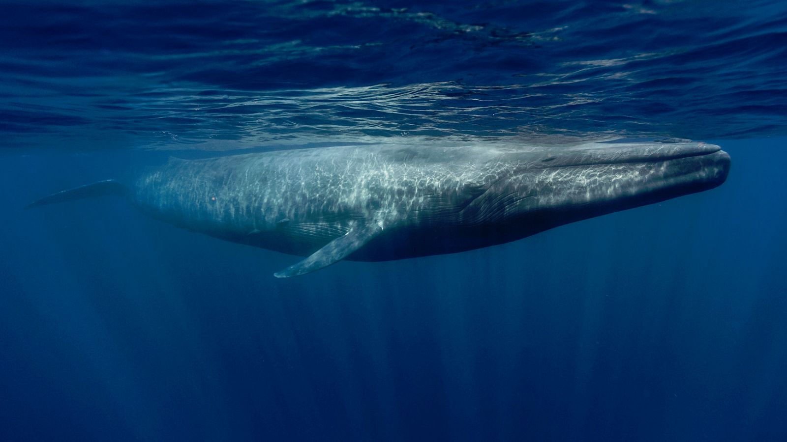 Las ballenas se dirigen a las zonas próximas de la costa de España para alimentarse, debido a la presencia de krill del norte.