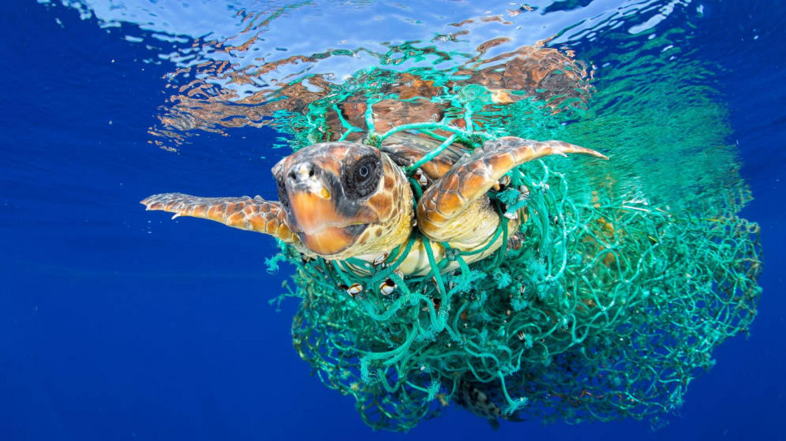 Retrato de Francis Pérez de una tortuga atrapada en plástico, ganador de World Press Photo