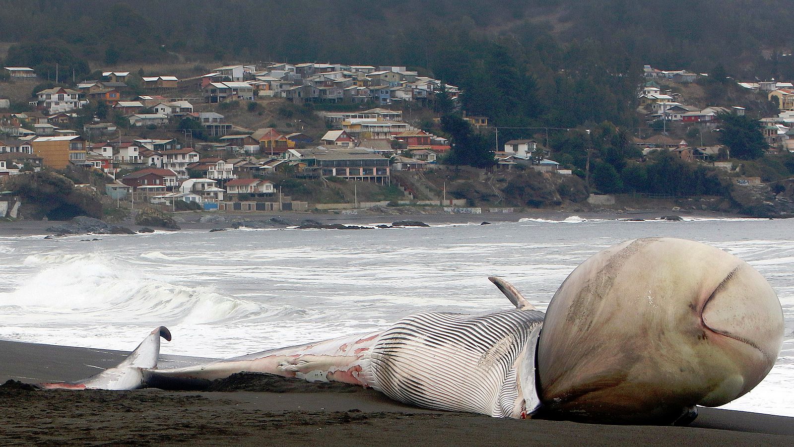 Imagen de archivo de los restos de una ballena varada en las costas de Pelluhue (Chile).