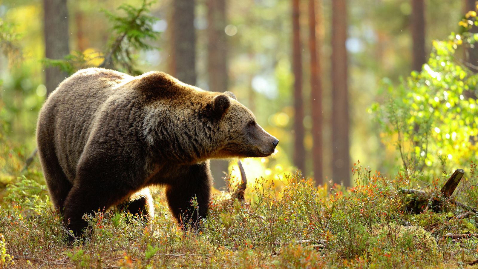 Un ejemplar de oso pardo en libertad ha cruzado la frontera hispanolusa para adentrarse en Portugal.