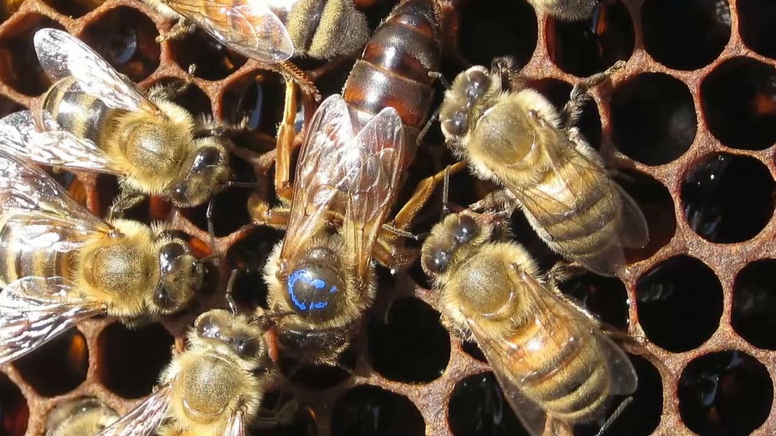 Abeja reina y abejas obreras en una colmena