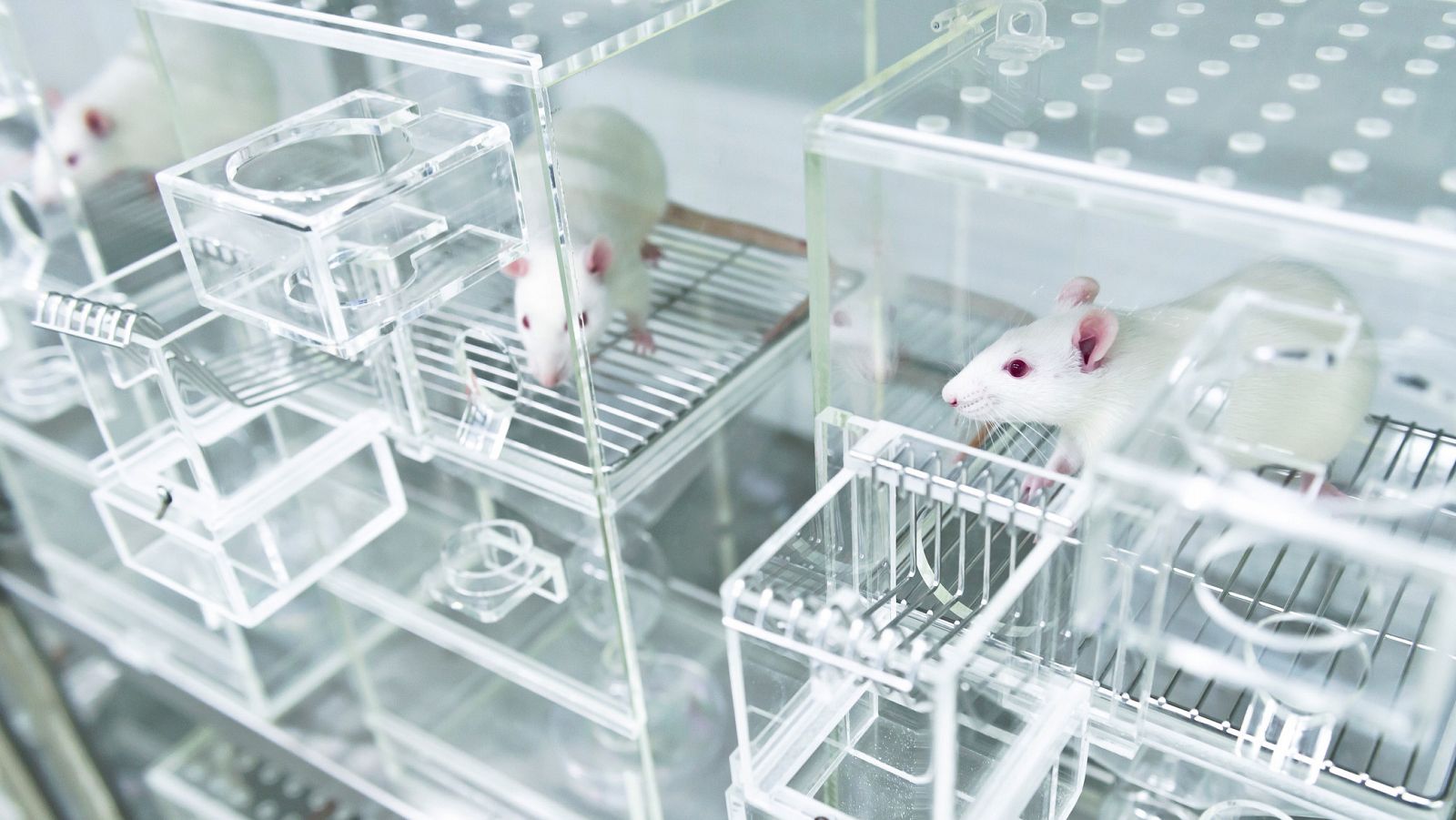 La experimentación científica con animales de laboratorio emplea mayoritariamente machos.