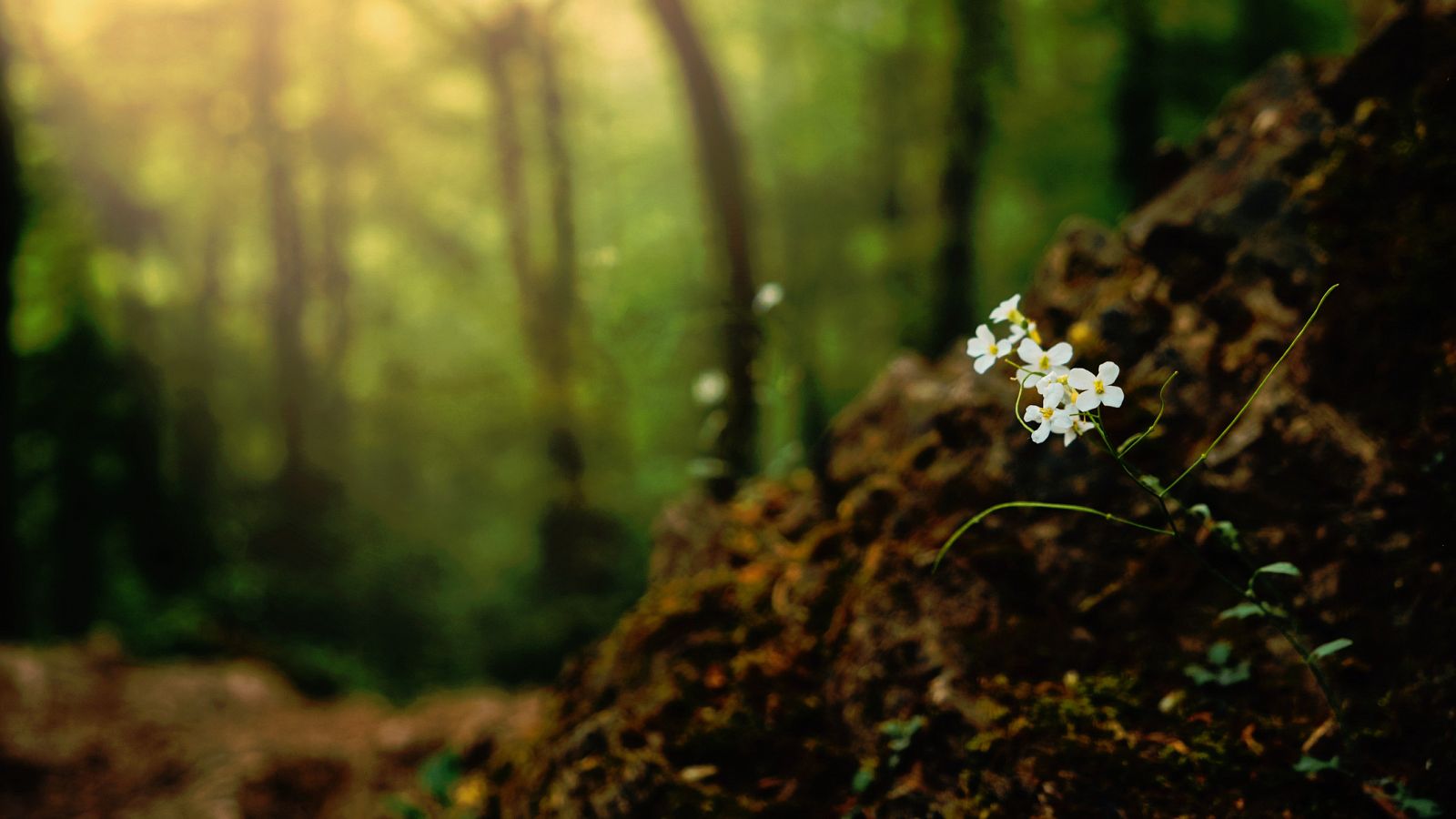 Imagen de la Arabidopsis thaliana, el organismo modelo que Joanne Chory ha empleado para sus investigaciones.