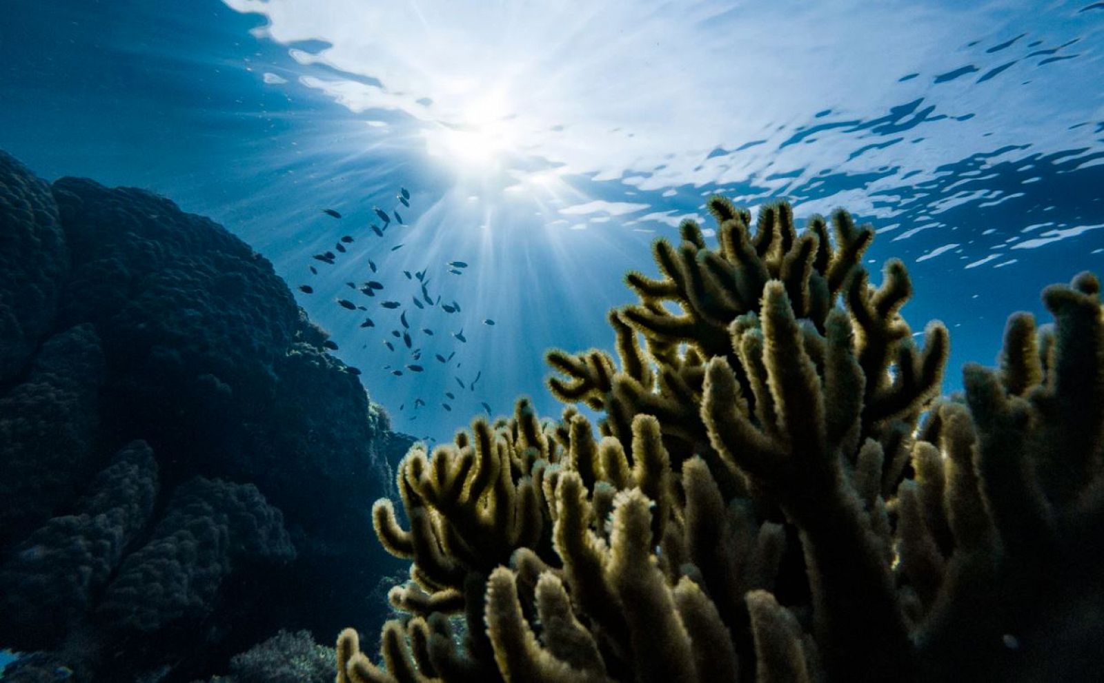 Cinco motivos para dar gracias a los océanos