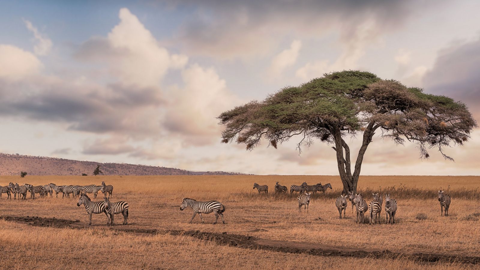Cebras en el Parque Nacional Serengueti, en Kenia.