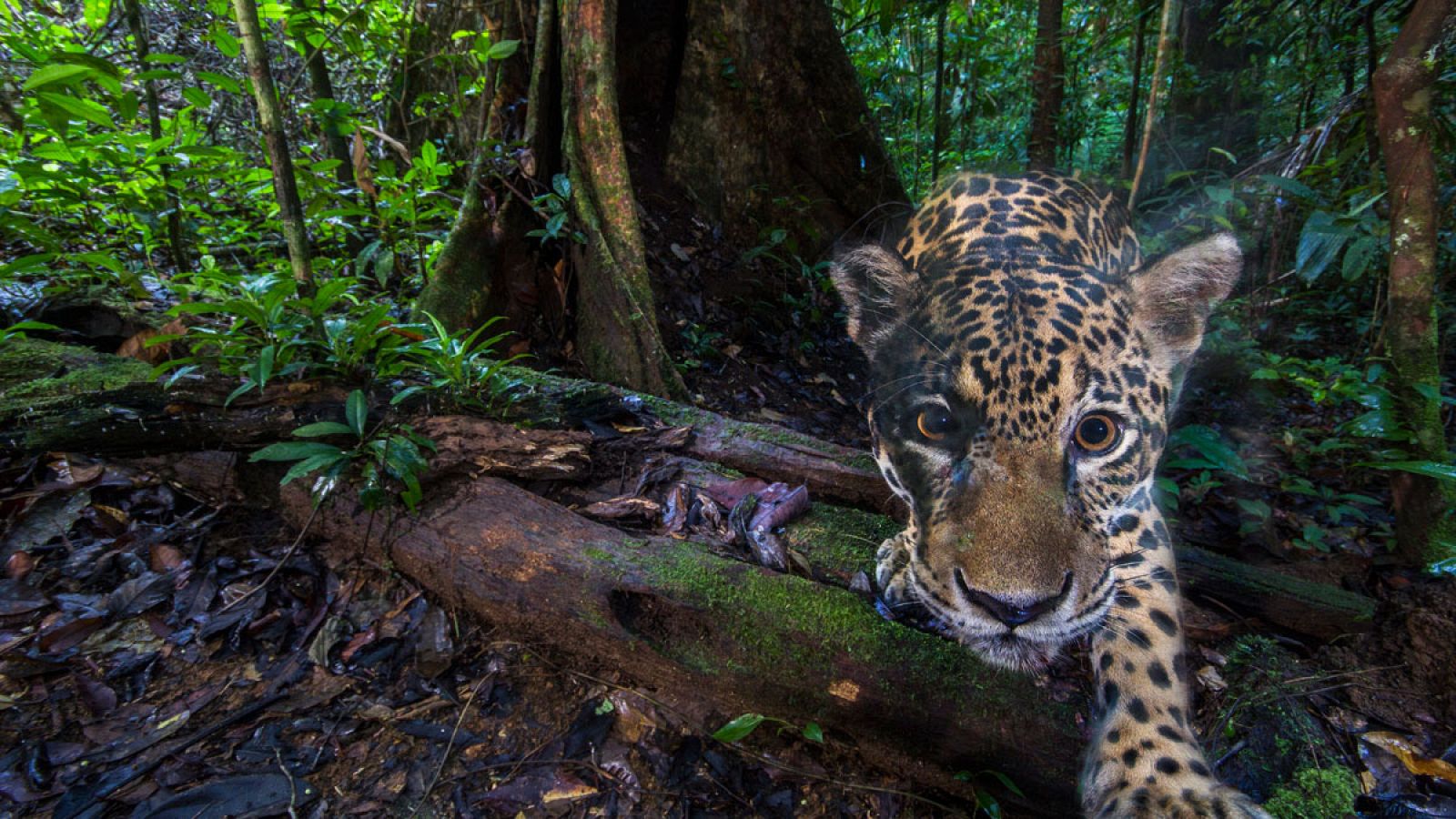 Fotografía cedida por WW Francia de una instantánea tomada con una cámara trampa digital por el fotógrafo Emmanuel Rondeau a un jaguar en el interior de la Reserva Natural de Nouragues (Guayana Francesa).