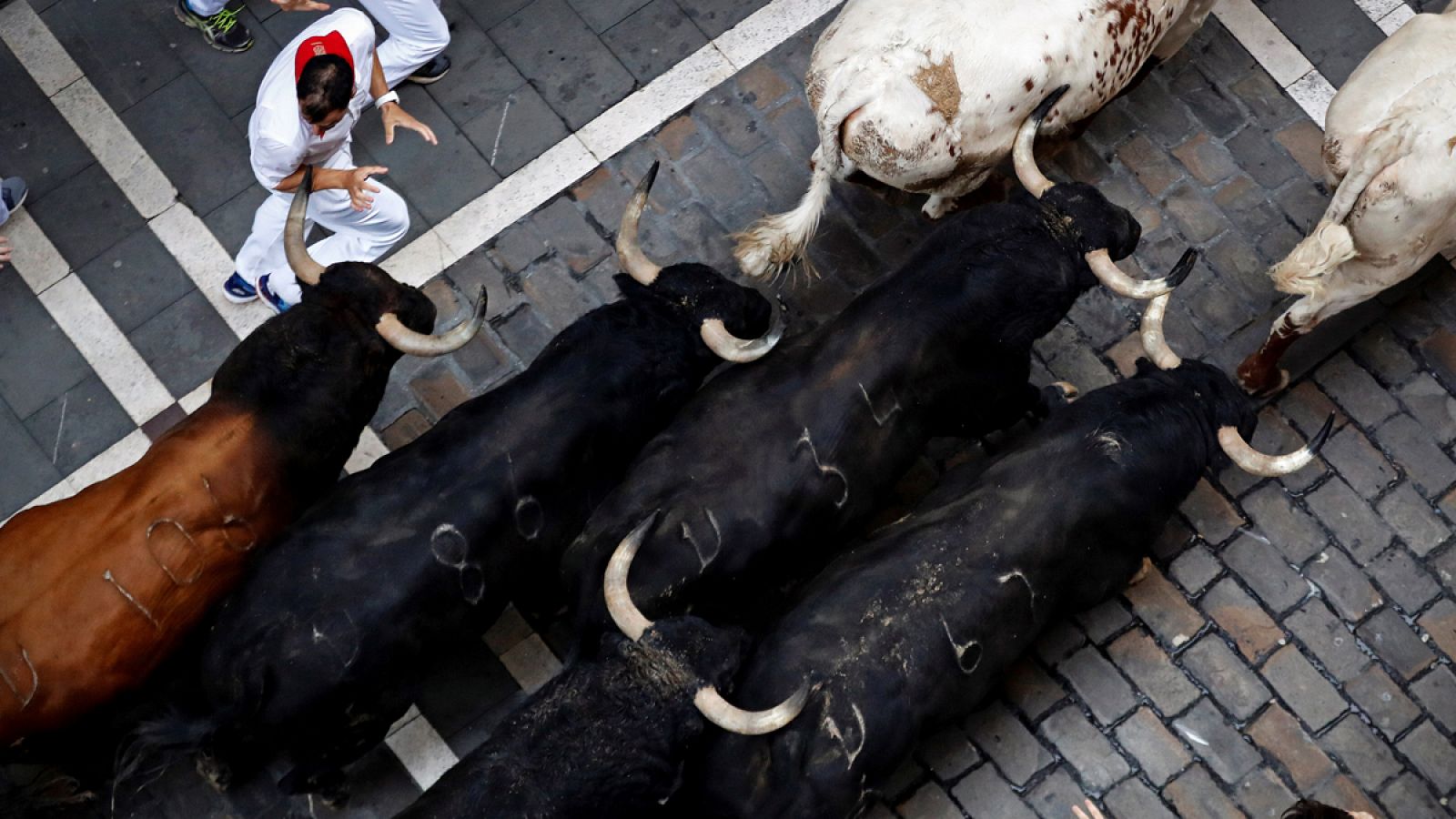 Toros en los encierros de Sanfermines