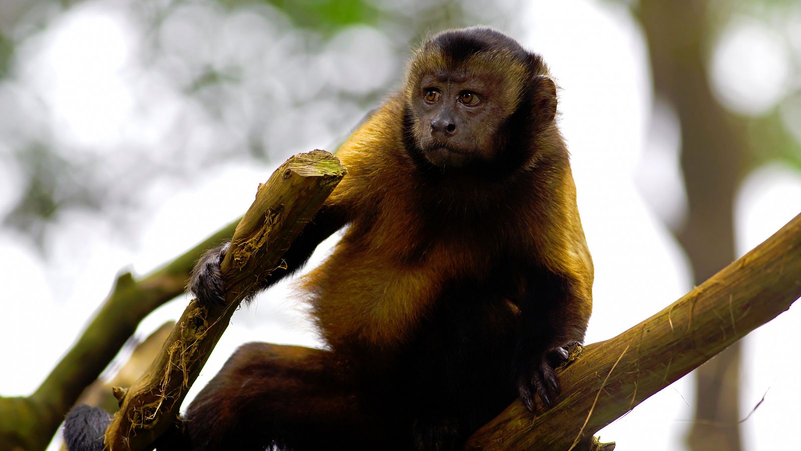 Un estudio ha identificado el registro arqueológico de monos capuchinos del Parque Nacional Serra da Capivara, en Brasil.