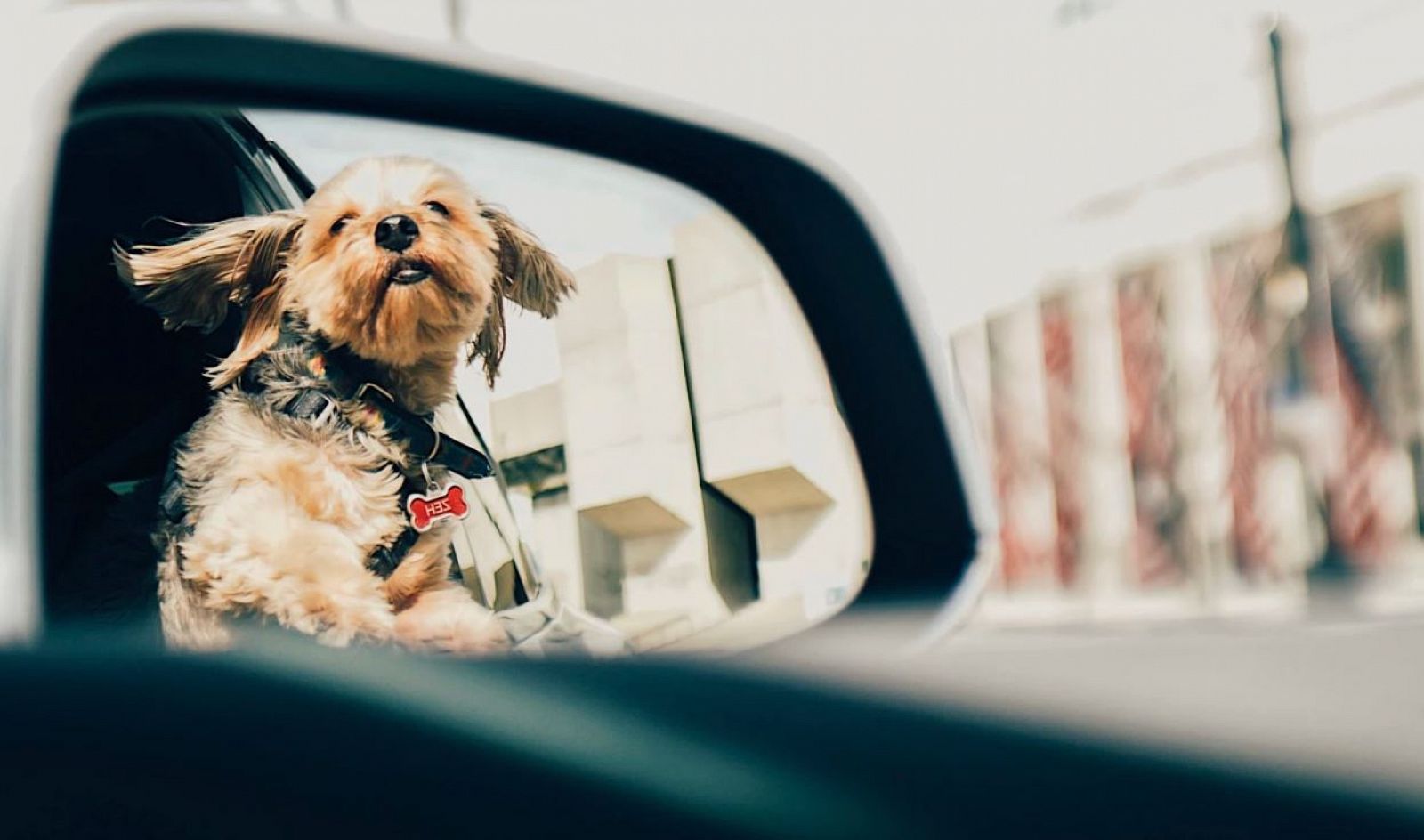 ¿Qué hacer con tu mascota en vacaciones?