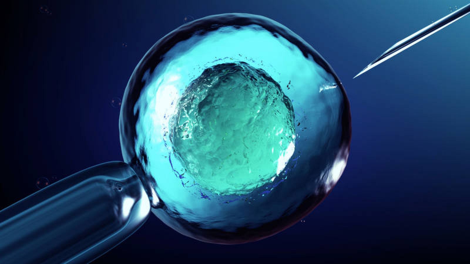 Imagen de un embrión
