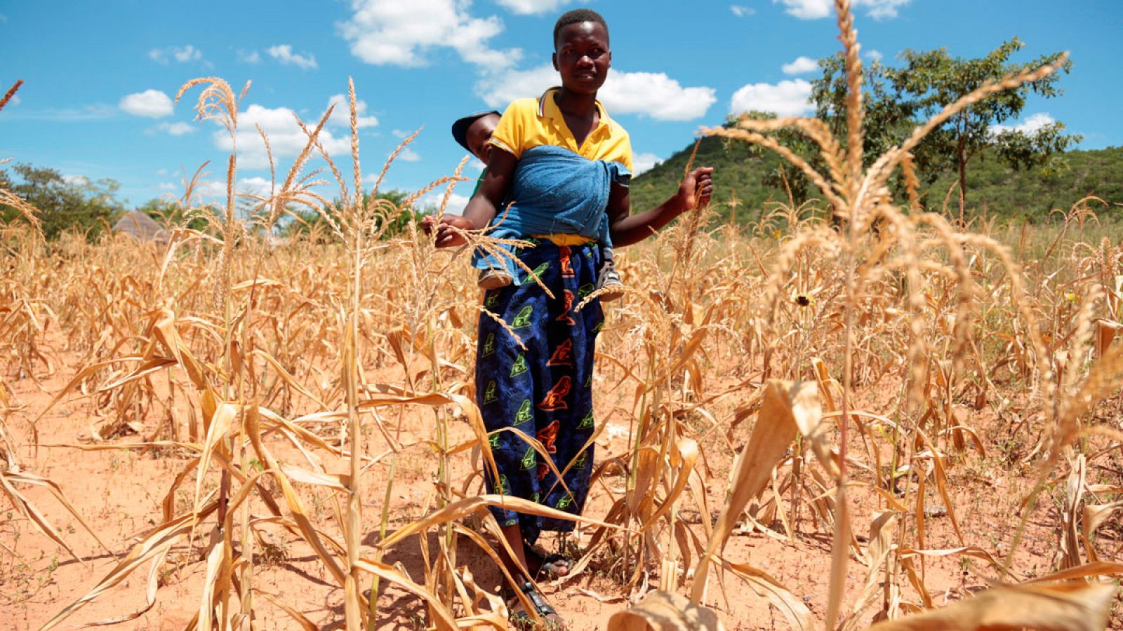 Una mujer camina con su hijo en un campo de maíz marchitado por la falta de lluvia en Mutoko (Zimbabue).