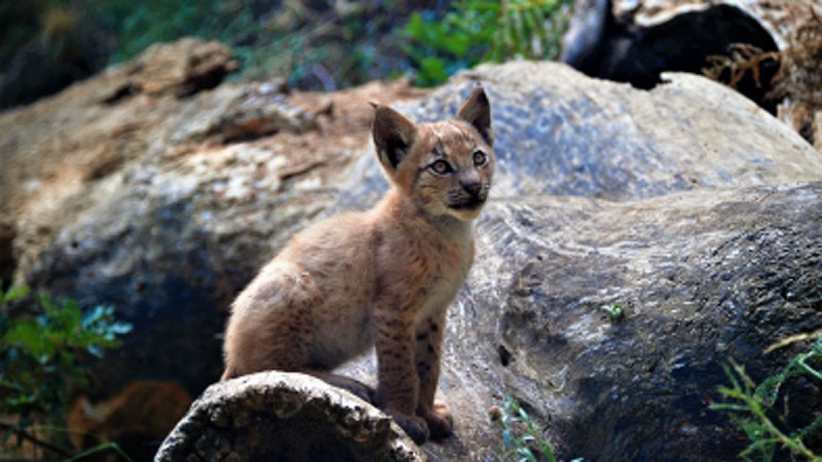 Nace un lince boreal en el Pirineo catalán por primera vez en un siglo